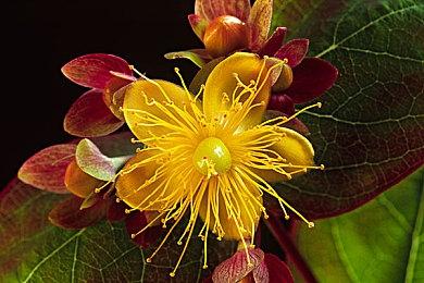 米哈游《崩坏：星穹铁道》开场动画 漫游测试今日开启